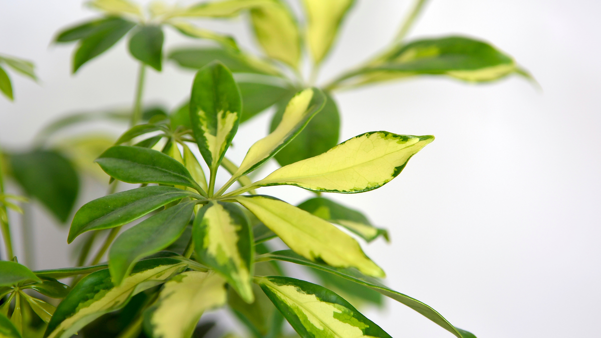 Verzorging Schefflera verzorging - Green Bubble