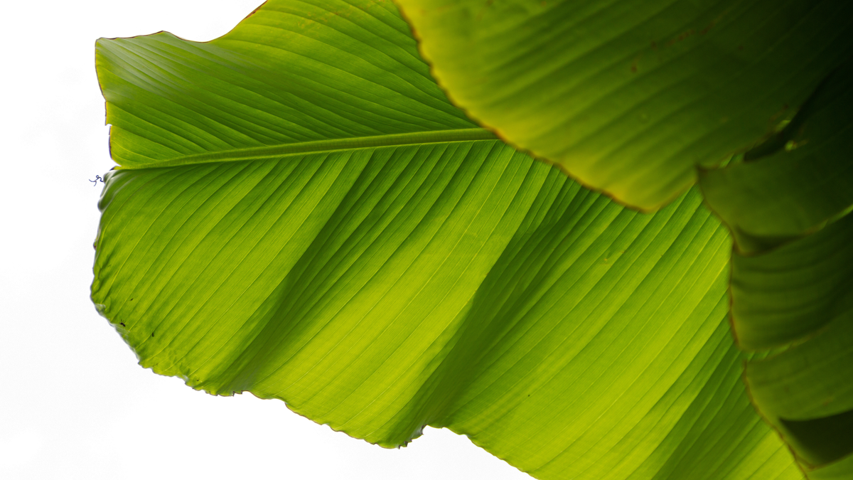 Banana plant care verzorging - Green Bubble