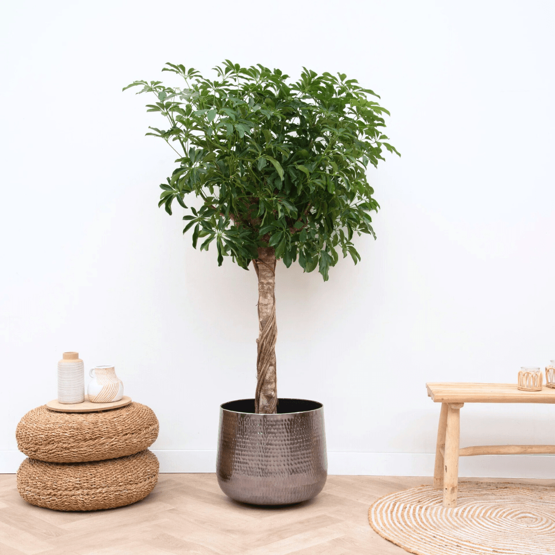 Schefflera auf Stamm | 200cm | Online kaufen