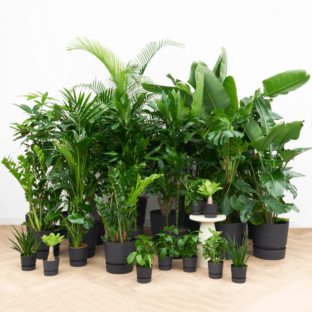 Büro-Paket: Plant Harmony