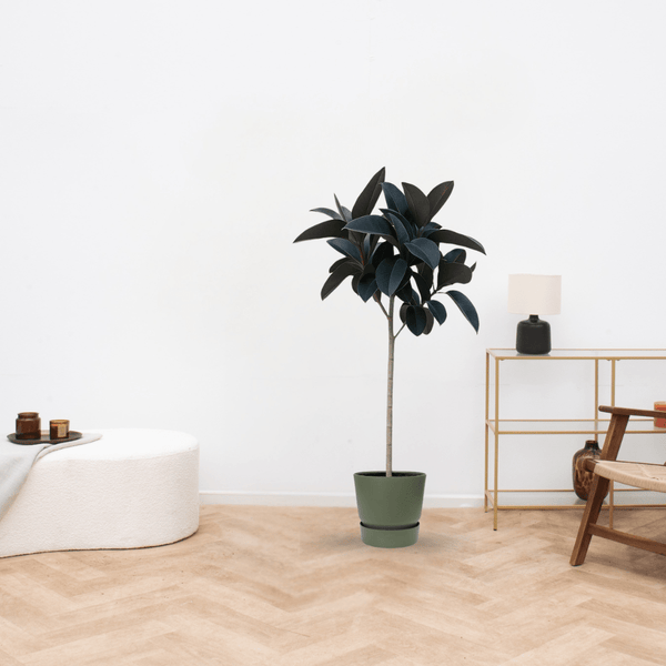 Ficus Elastica Abidjan stam - 130cm