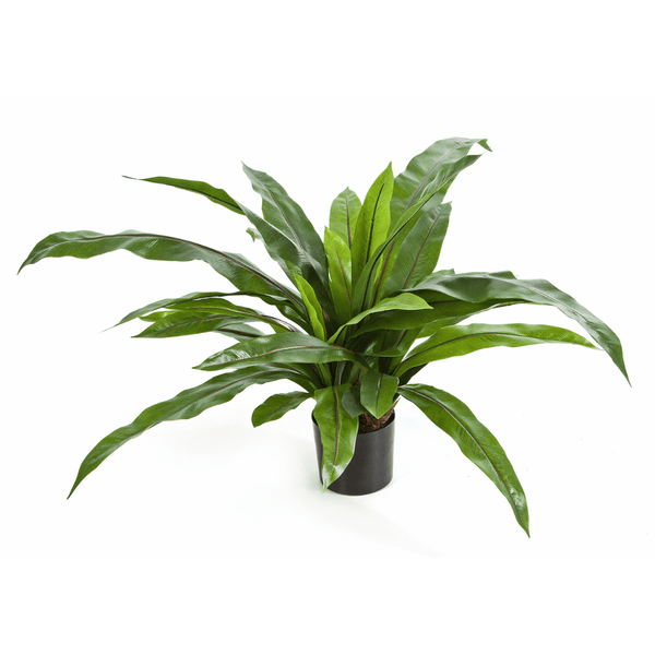 Varen Asplenium kunstplant - 80 cm