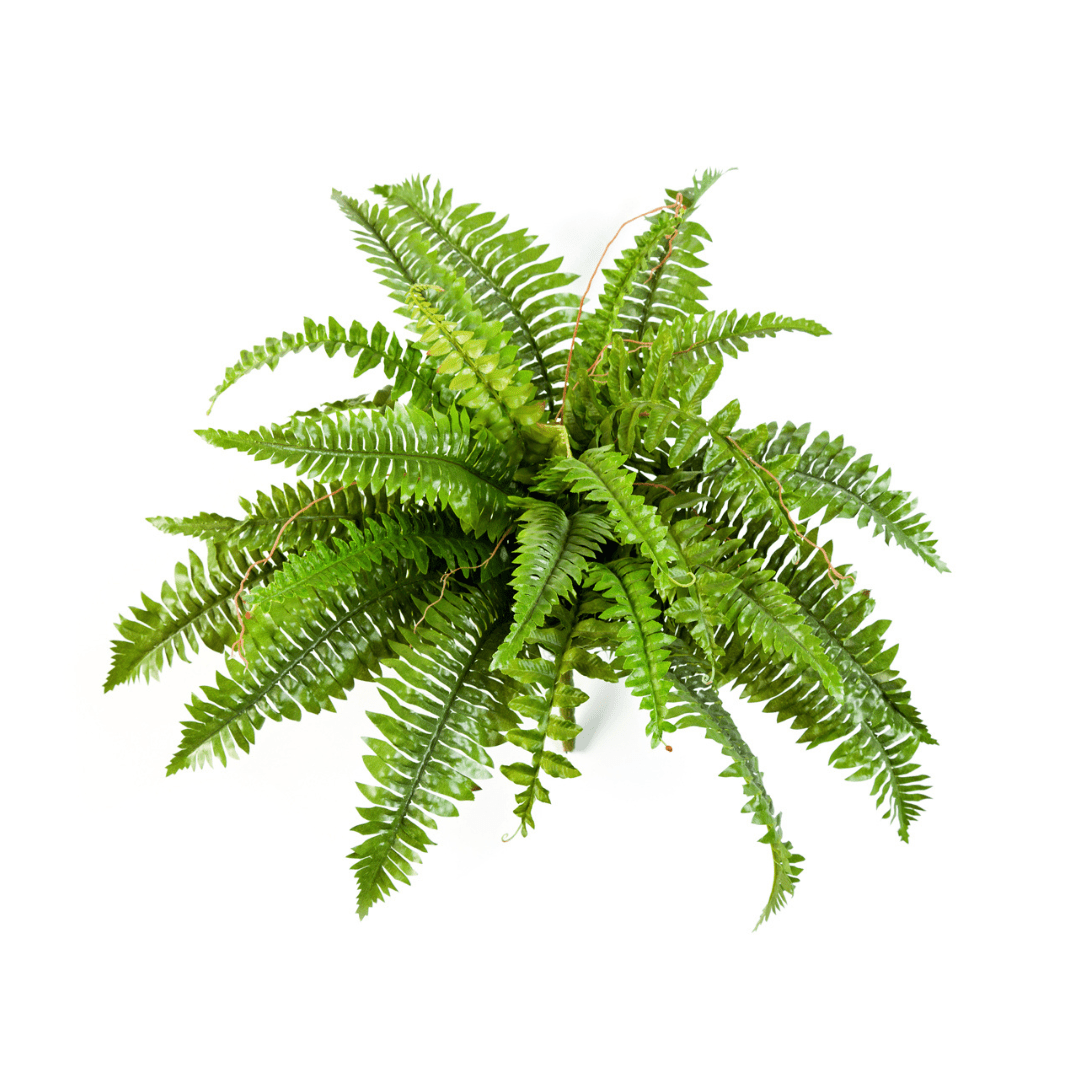 Bregne Nephrolepis Boston | 60 cm