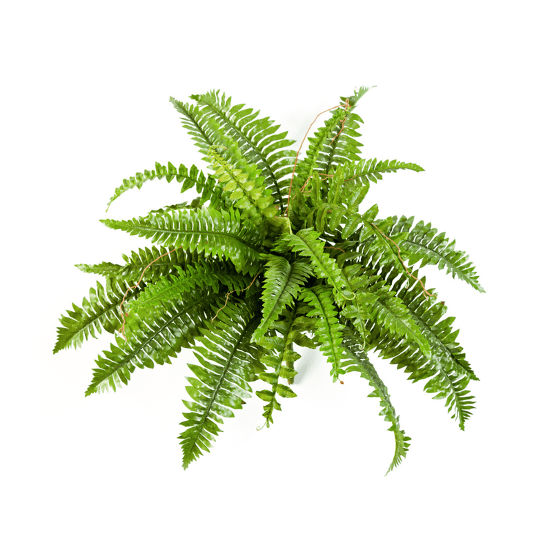 Kunstpflanze Farn Nephrolepis Boston