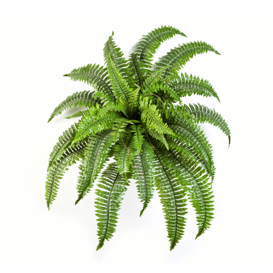 Farn Nephrolepis Boston | 75 cm