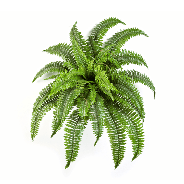 lateinischer name farn Farn Nephrolepis Boston | 75 cm