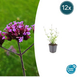 Product afbeelding 7