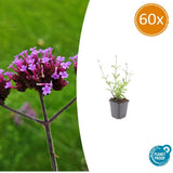 Product afbeelding 10