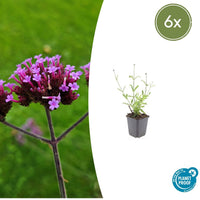 Verbena Bonariensis 'Lollipop' - 20cm