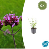 Product afbeelding 1