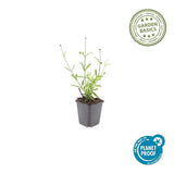 Product afbeelding 2