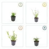 Product afbeelding 4