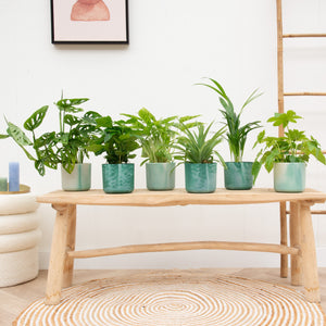 Verrassingsbox - 6 planten inclusief elho Ocean Round