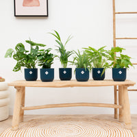 Caja sorpresa - 6 plantas con macetas Elho Vibes Fold Round Ø14