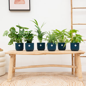 Verrassingsbox - 6 planten inclusief elho Vibes Fold Round Ø14