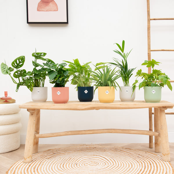 Verrassingsbox - 6 planten inclusief elho Vibes Fold Round Ø14