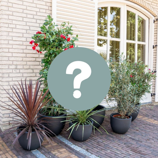 Mediterrane verrassingspakket XL - 5 buitenplanten kopen bij Green Bubble