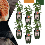 Product afbeelding 9