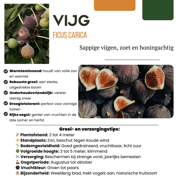Biologische vijgenbomen - 20 cm