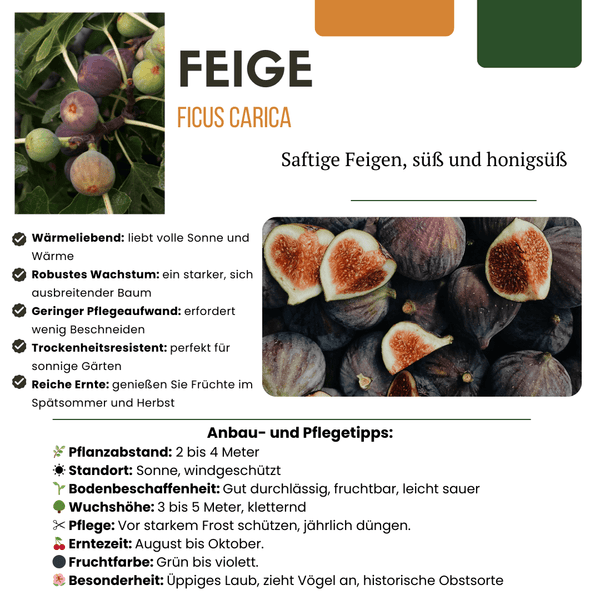 Biologische vijgenbomen - 20 cm