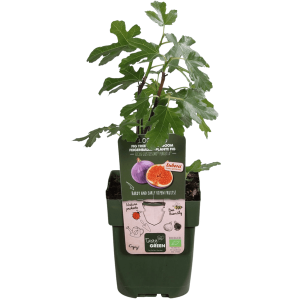 Biologische vijgenbomen - 20 cm