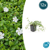 Product afbeelding 6