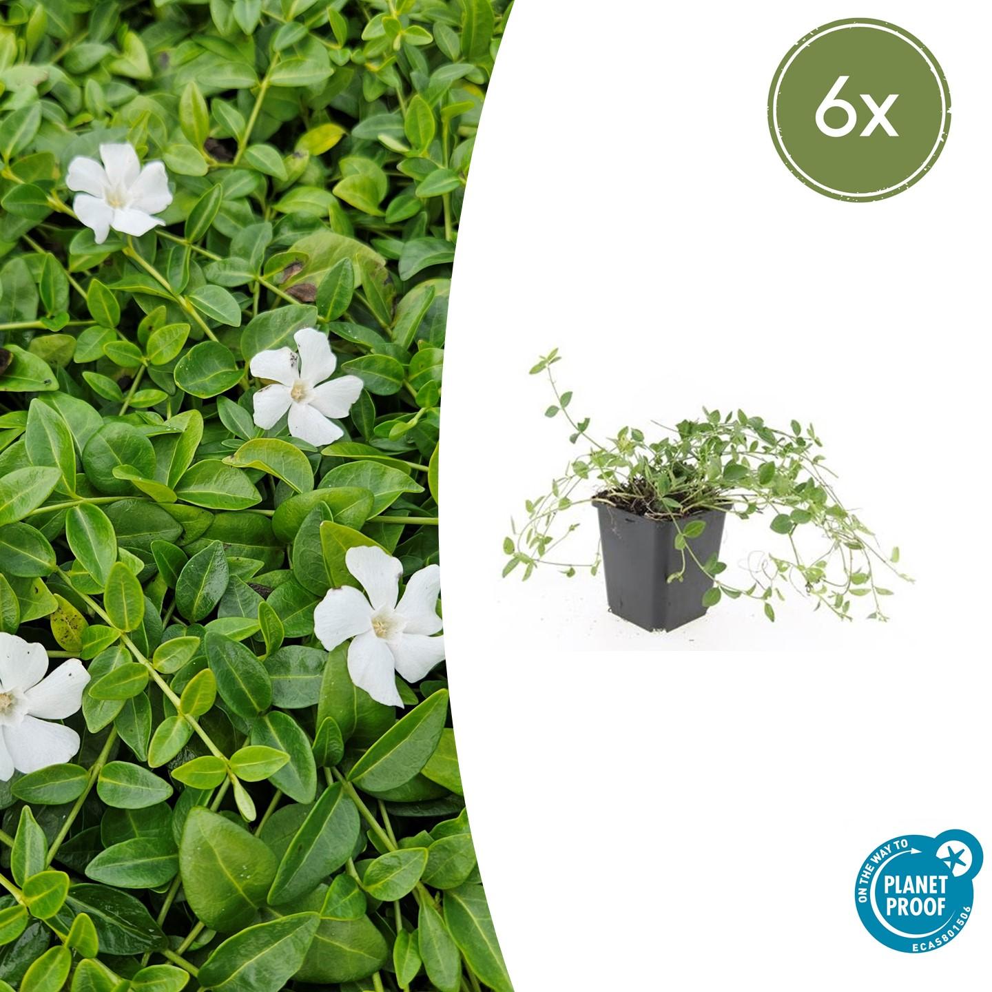 periwinkle with philodendron in same bed Vinca minor 'Gertrude Jekyll' - 20cm
