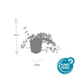 Product afbeelding 2
