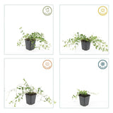 Product afbeelding 3