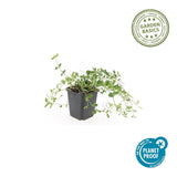 Product afbeelding 4