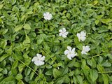 Product afbeelding 5