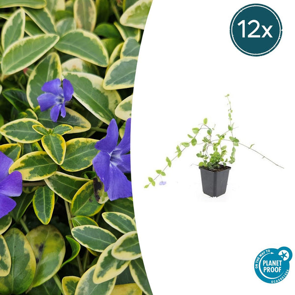 Vinca Minor 'Blue and Gold' - 20cm