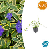 Product afbeelding 9