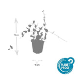 Product afbeelding 2