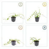 Product afbeelding 3