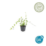 Product afbeelding 4