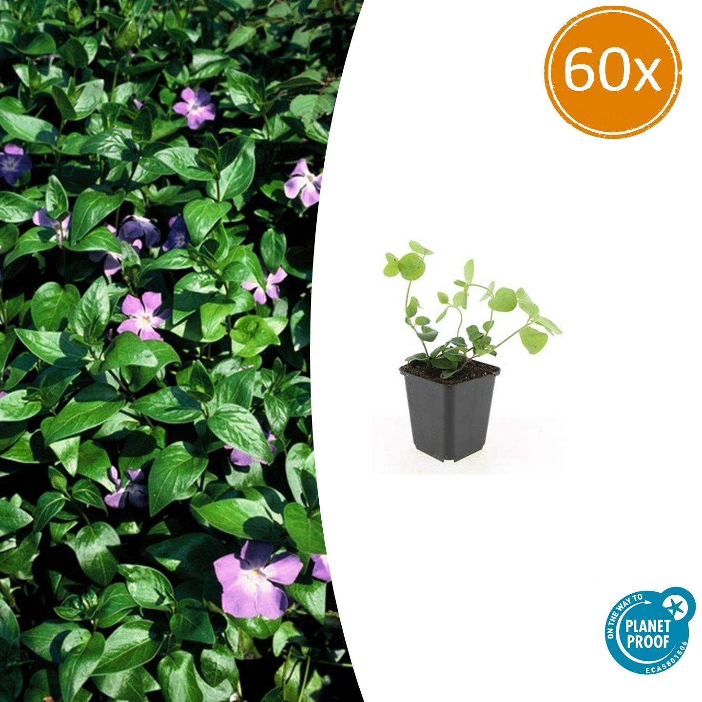 pot size for vinca plant Vinca major - 20cm