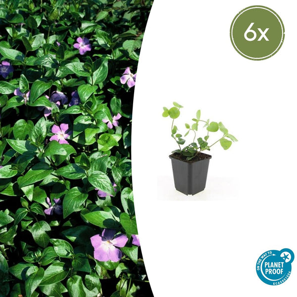 Vinca major - 20cm kopen bij Green Bubble