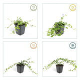 Product afbeelding 4