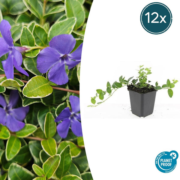 Vinca Minor 'Ralph Shugert' - 20cm