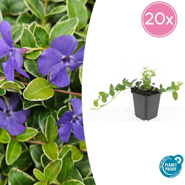 Vinca Minor 'Ralph Shugert' - 20cm