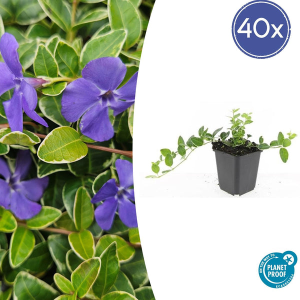 Vinca Minor 'Ralph Shugert' - 20cm