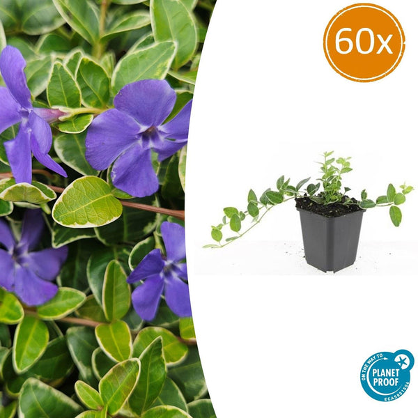 Vinca Minor 'Ralph Shugert' - 20cm