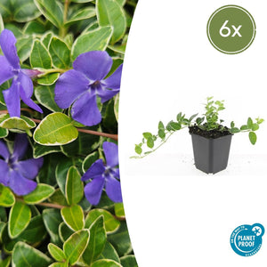 Vinca Minor 'Ralph Shugert' - 20cm