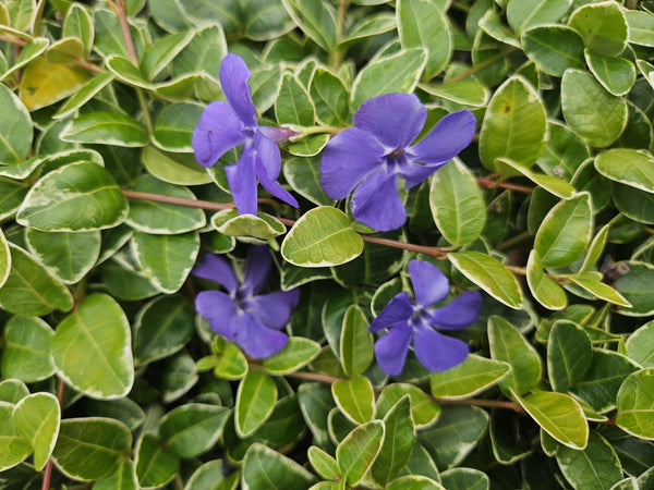 Vinca Minor 'Ralph Shugert' - 20cm