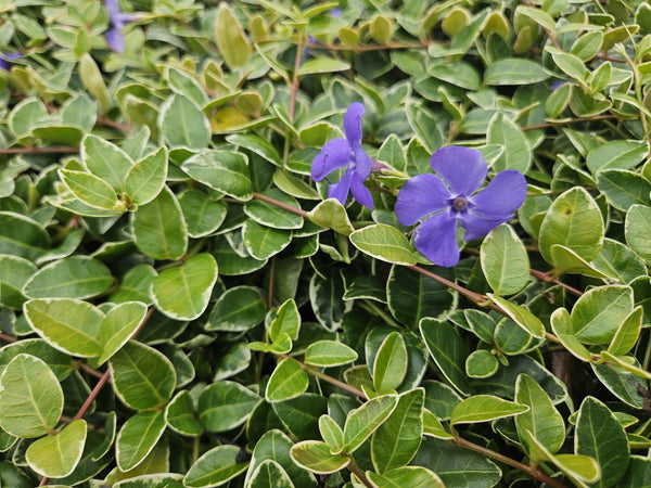 Vinca Minor 'Ralph Shugert' - 20cm