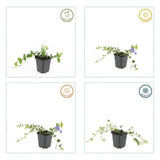 Product afbeelding 6