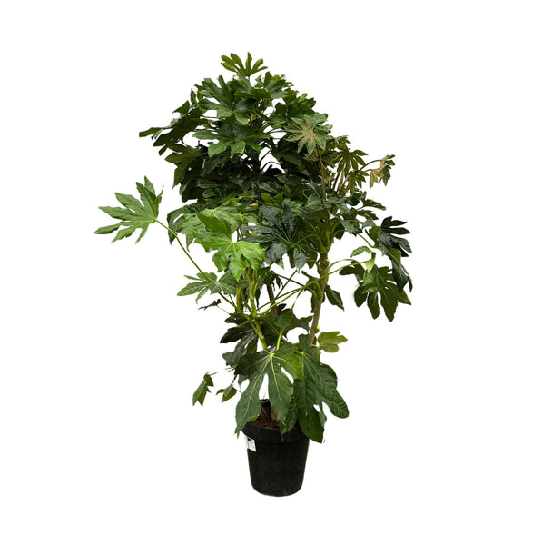 Vingerplant (Fatsia japonica) - 160cm