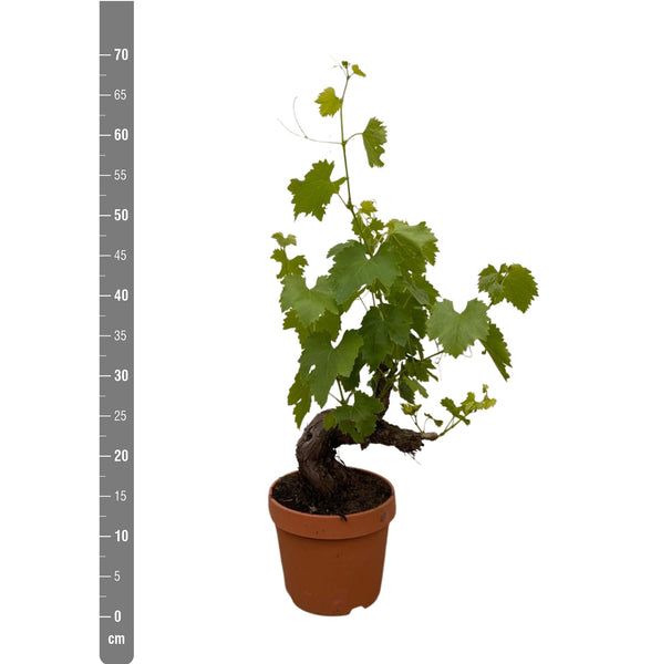 Grapevine (Vitis Vinifera Bianca) - 70cm