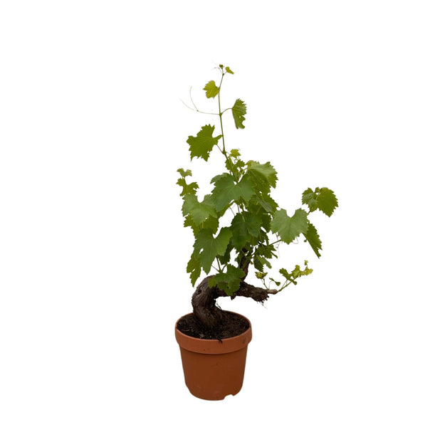 Grapevine (Vitis Vinifera Bianca) - 70cm